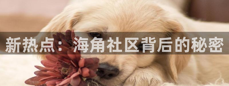 龙岩海角社区：新热点：海角社区背后的秘密